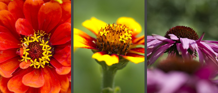 blommor